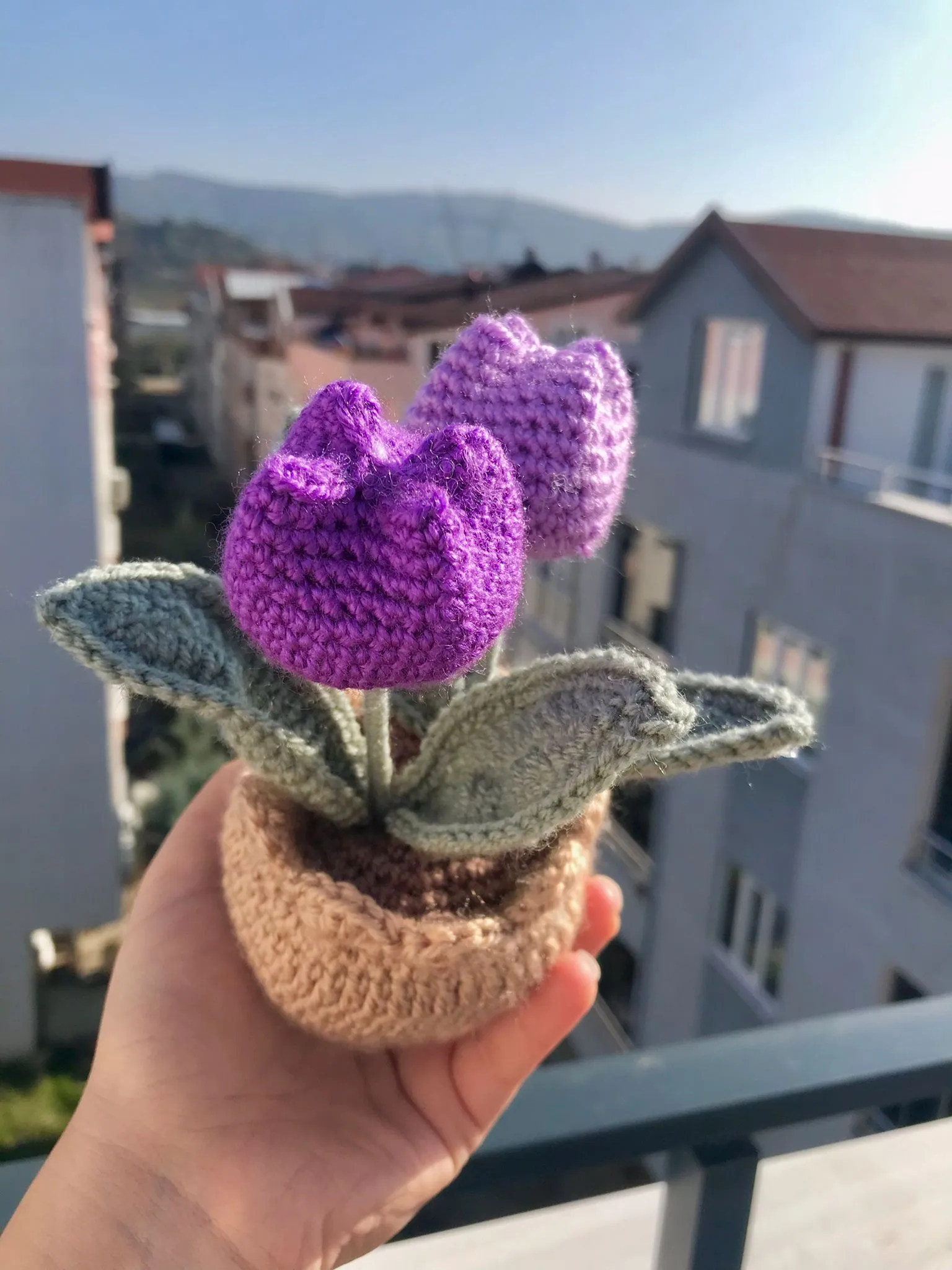 Tulip Sweet Purple Pot