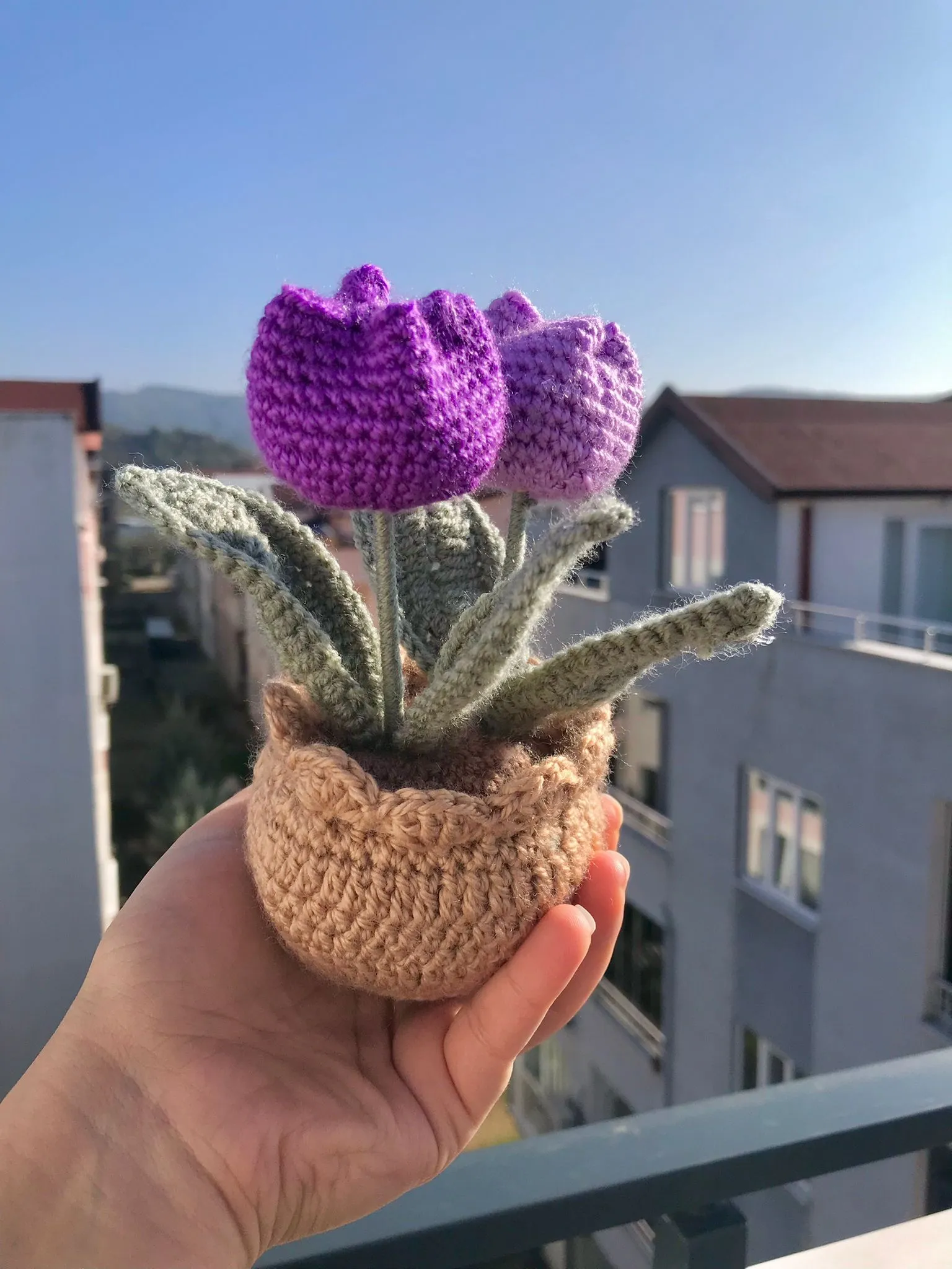 Tulip Sweet Purple Pot
