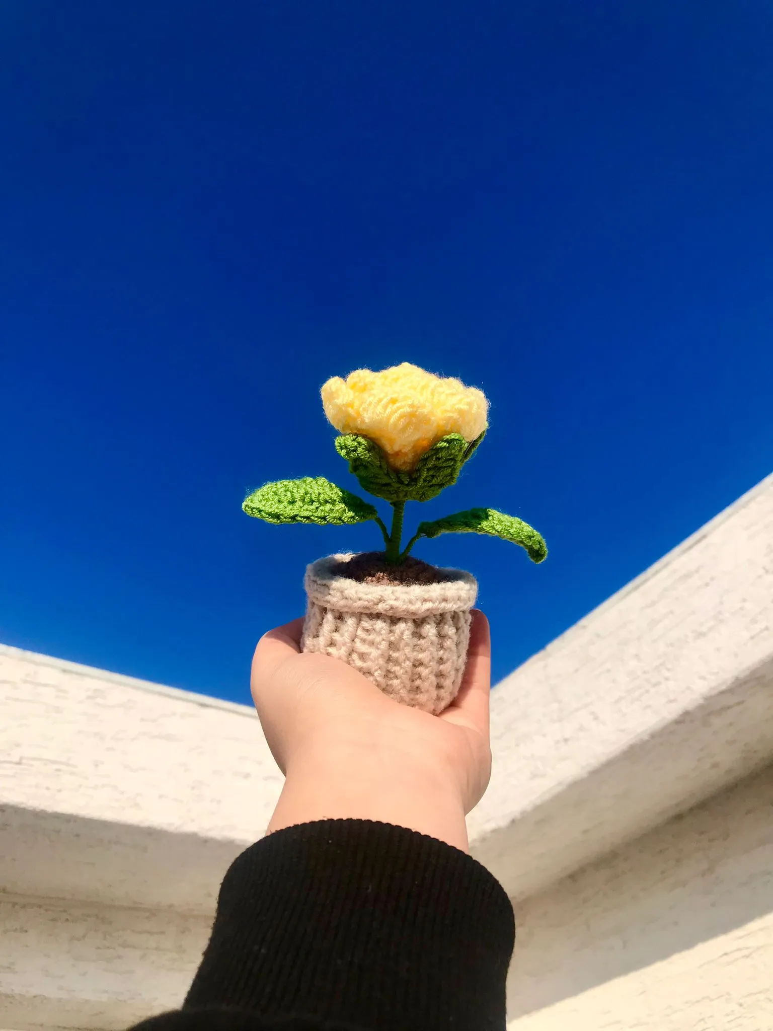 Örgü Sarı Saksı Gül