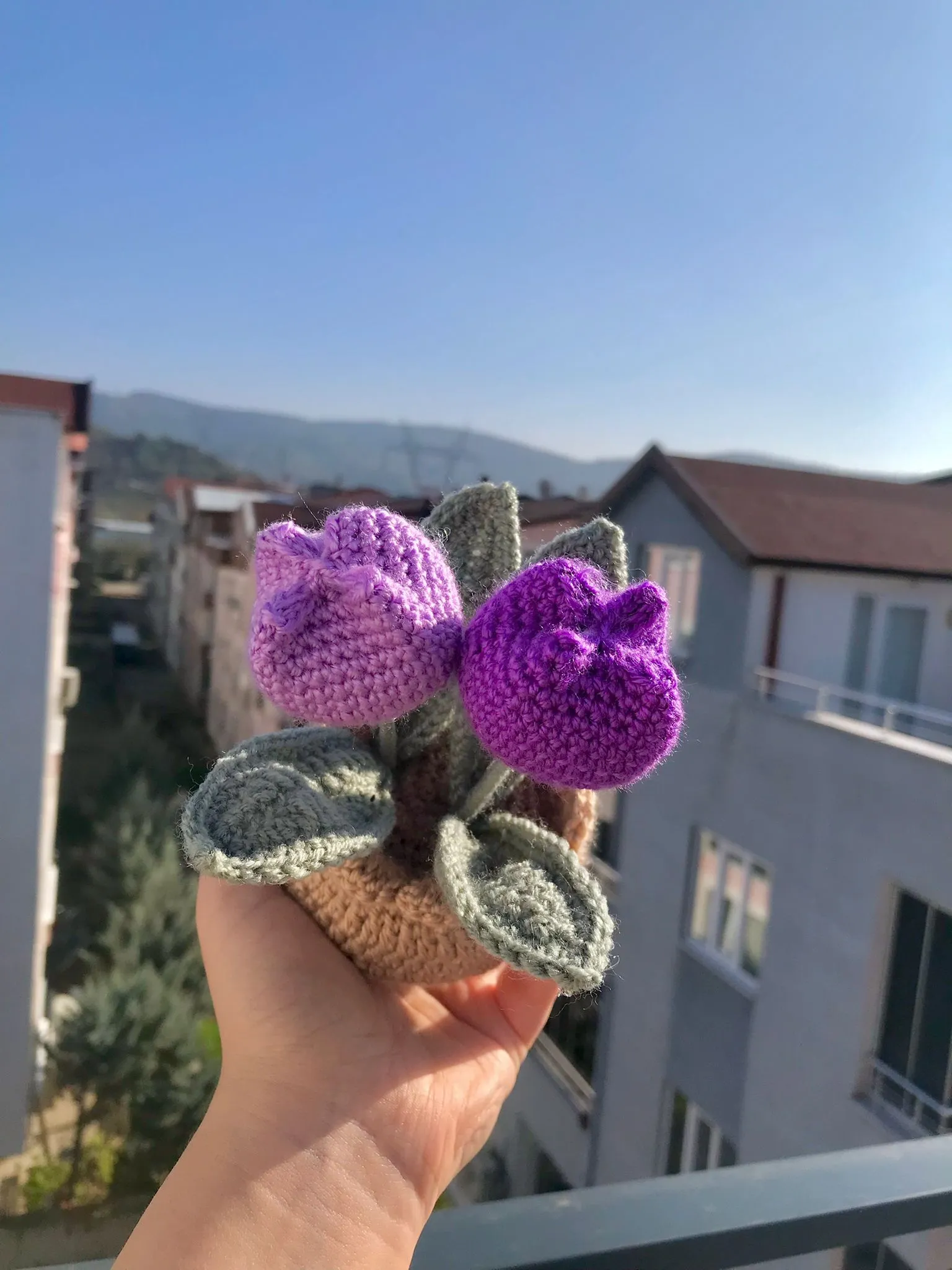 Tulip Sweet Purple Pot