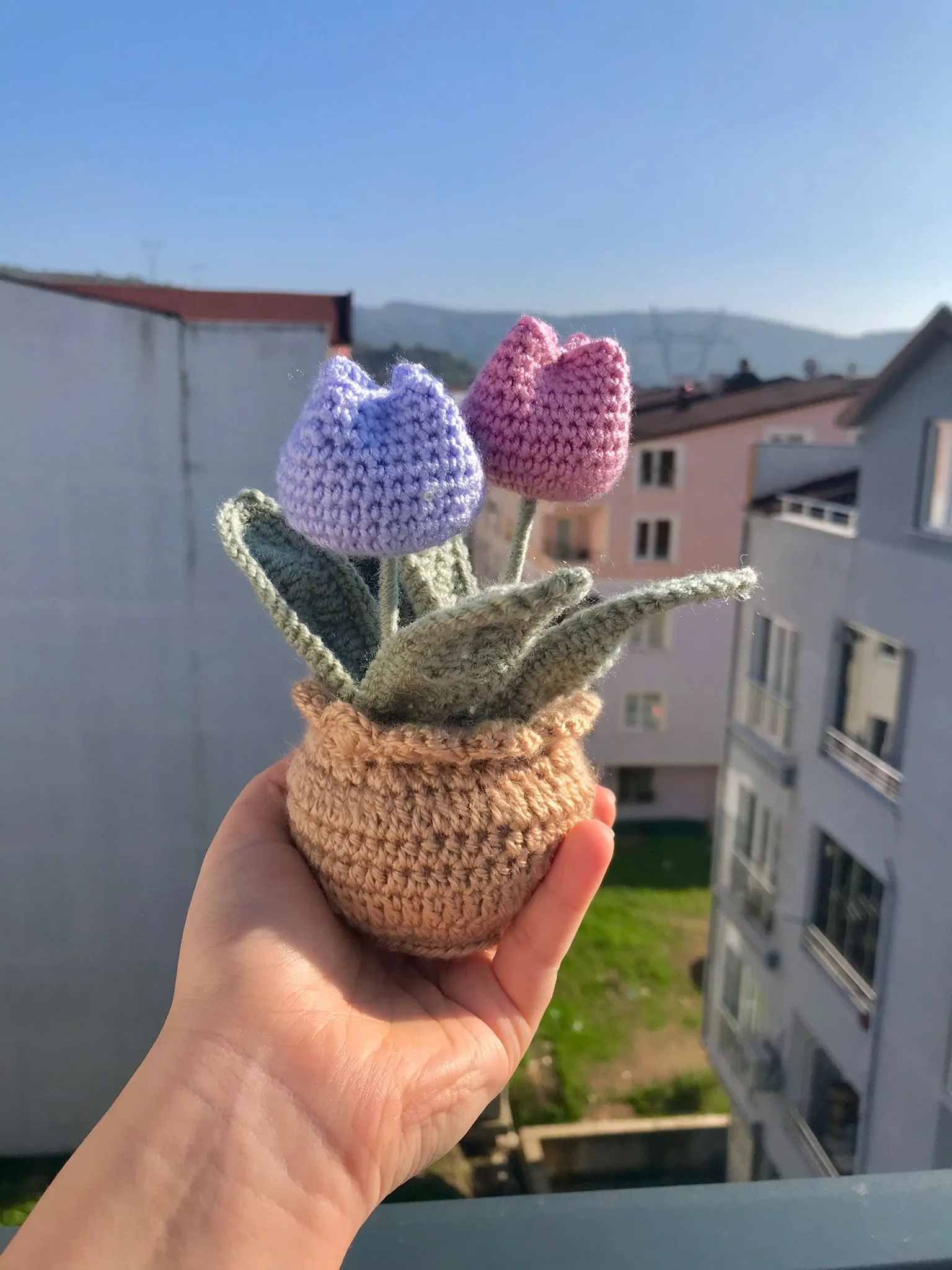 Tulip Pink Purple Pot