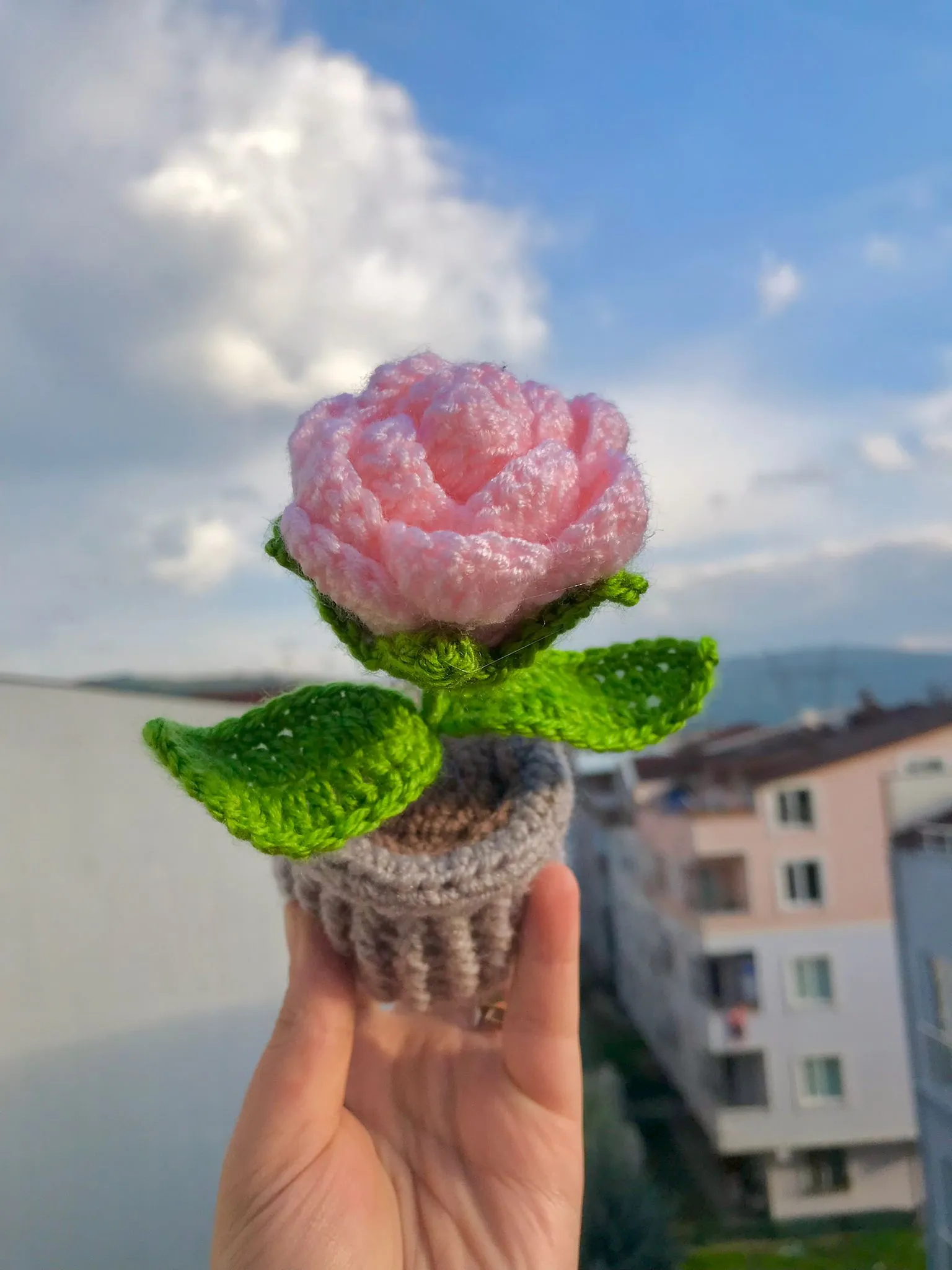 Örgü Şeker Pembe Saksı Gül