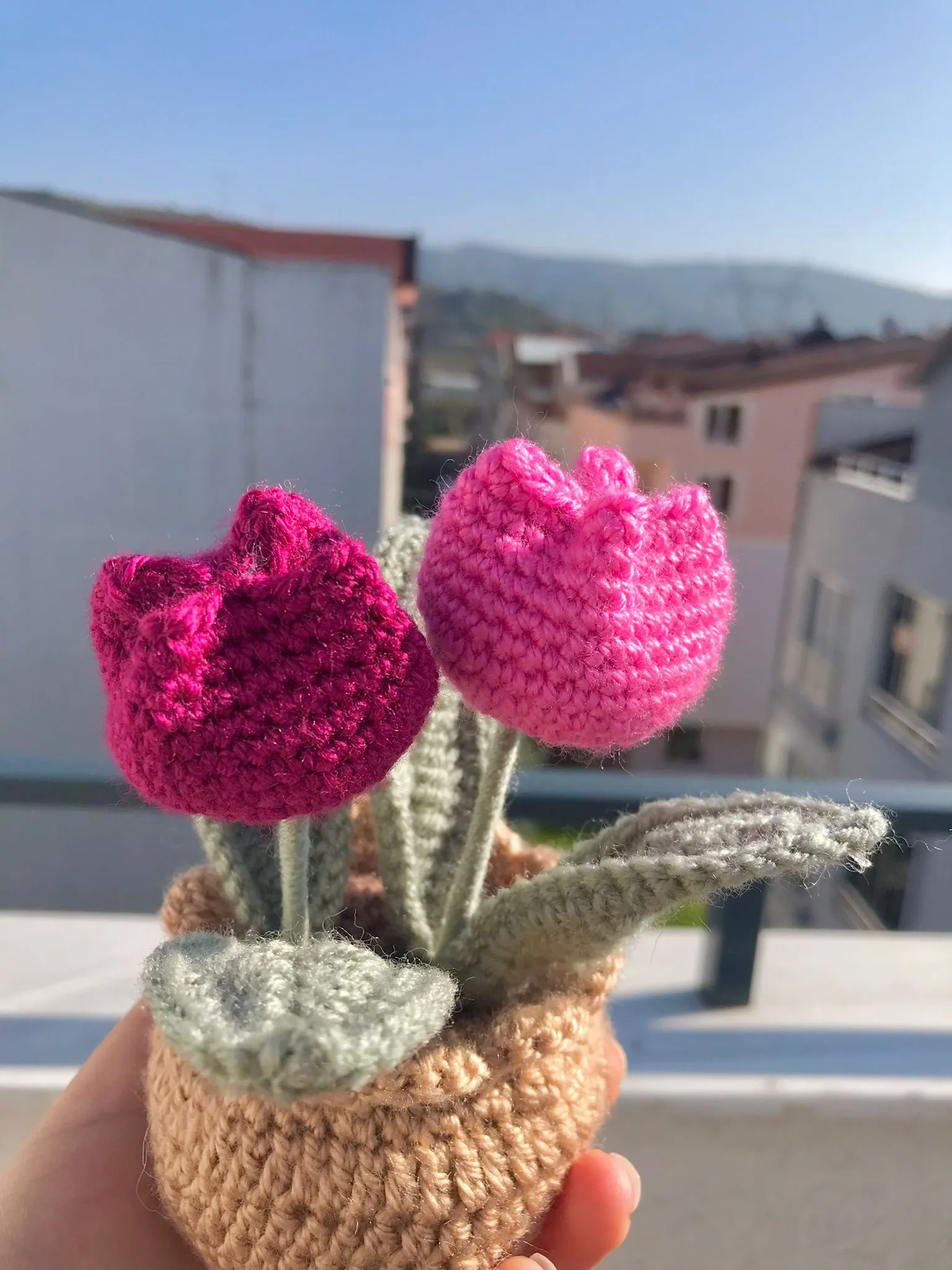 Fuşya Lale Saksı