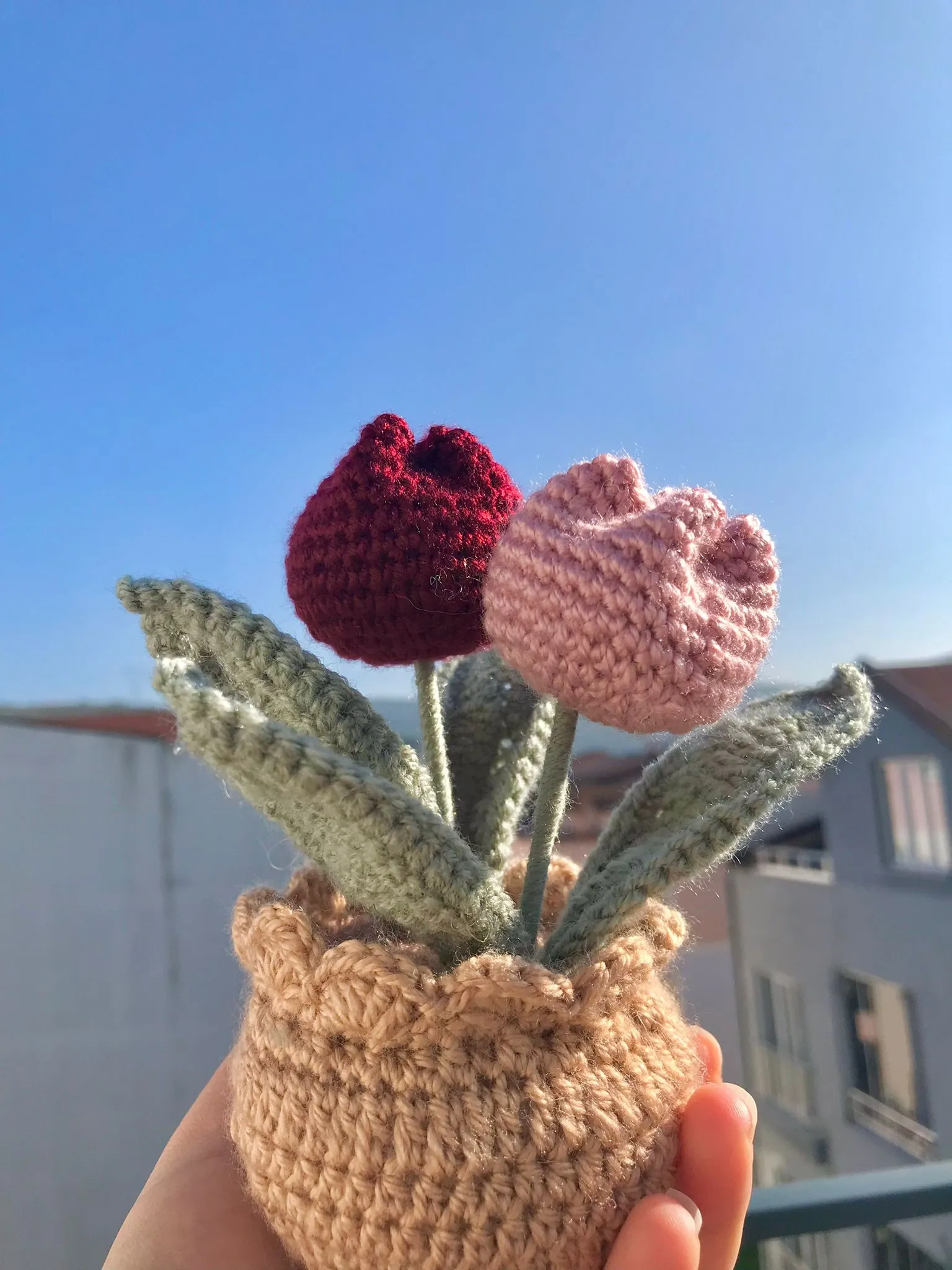 Tulip Burgundy Pink Pot
