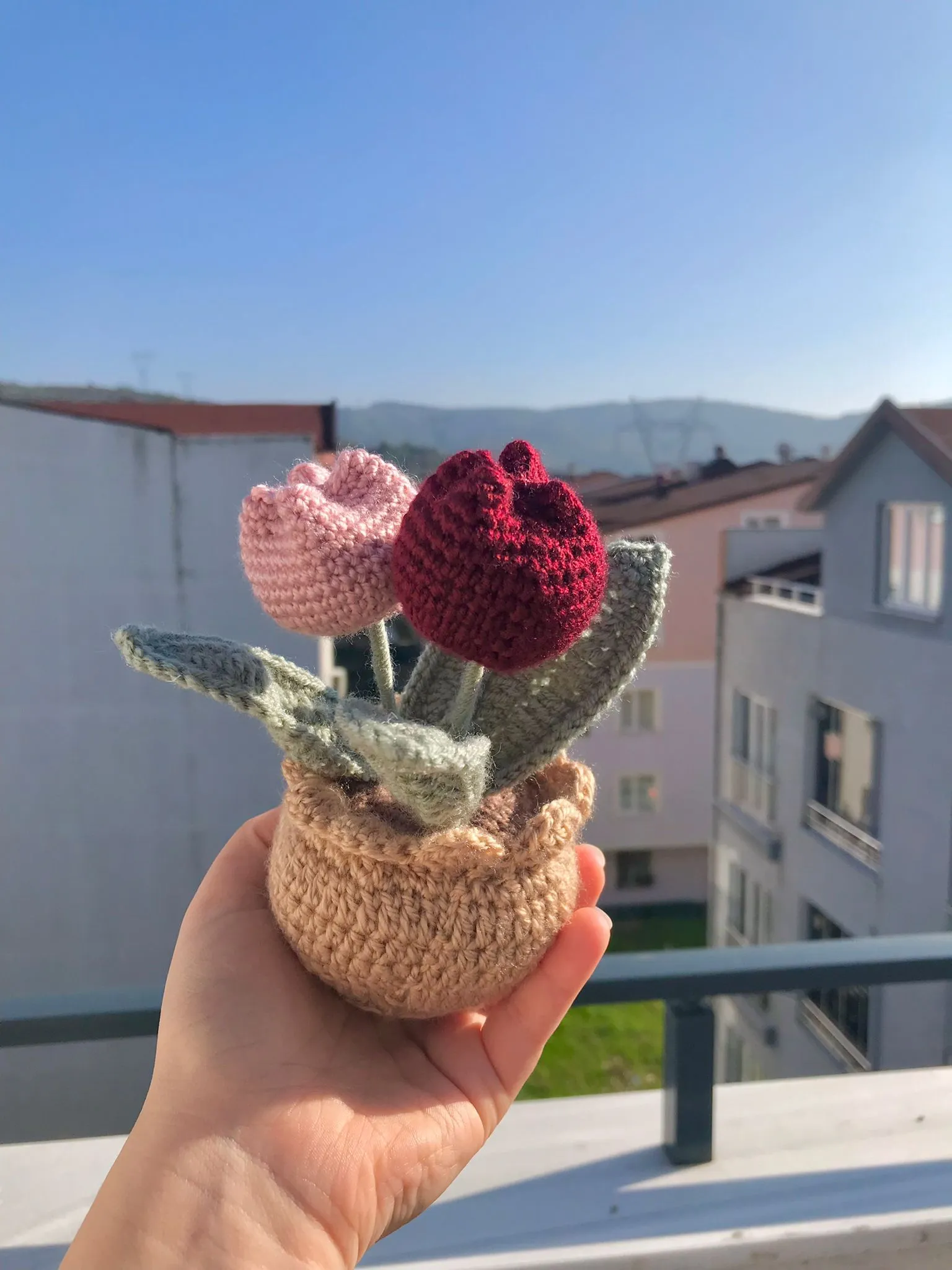 Tulip Burgundy Pink Pot
