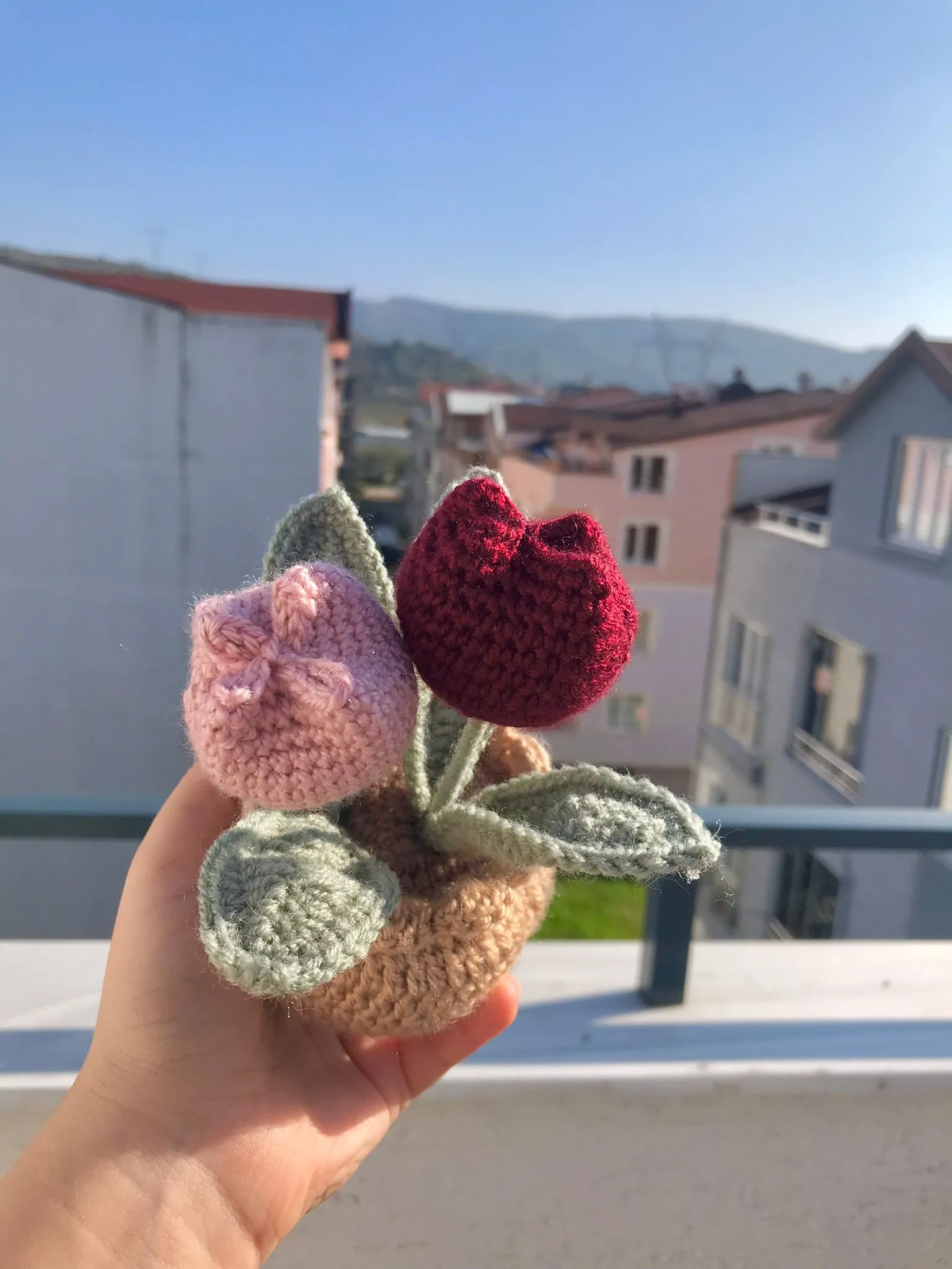 Tulip Burgundy Pink Pot