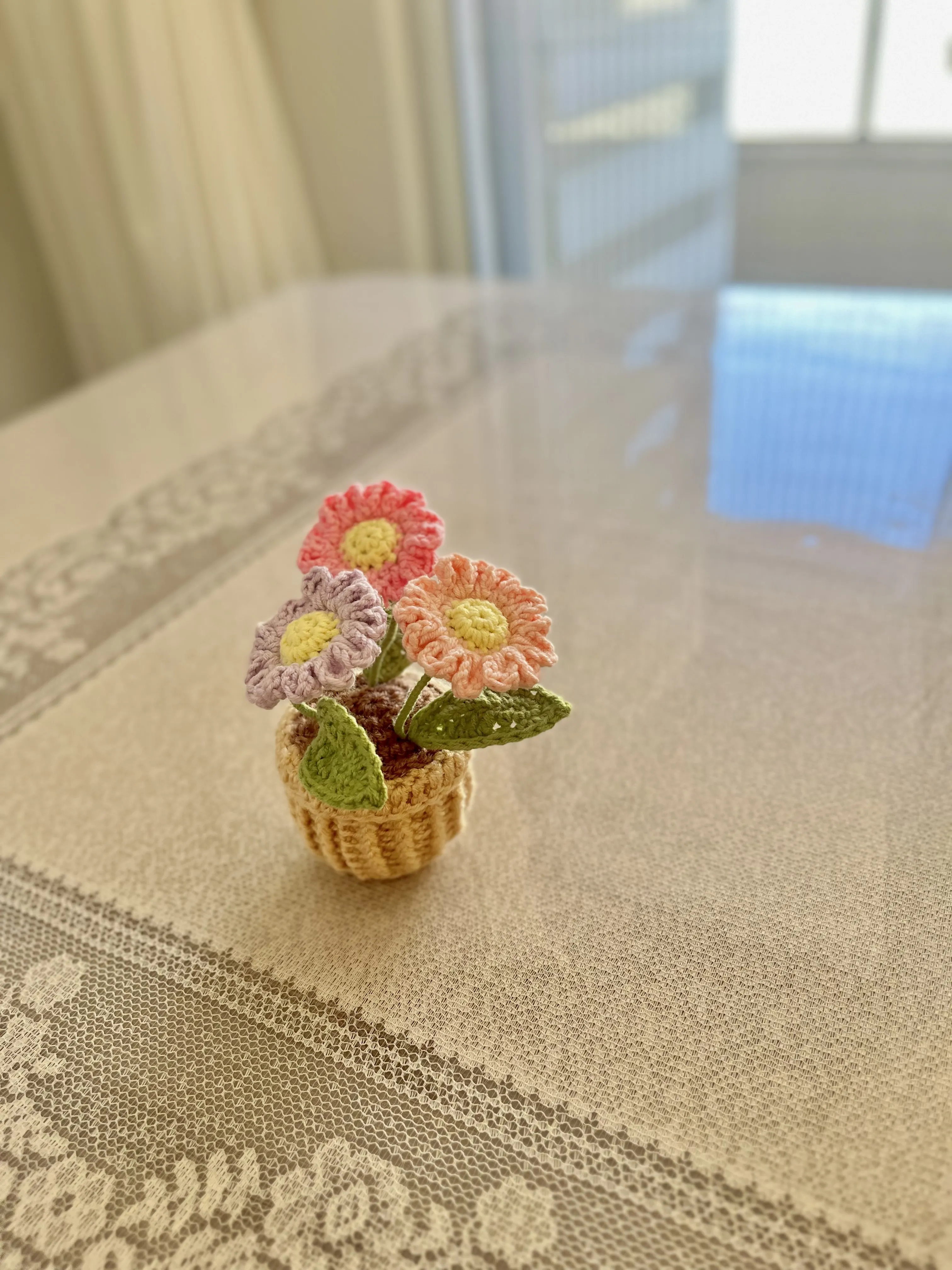 Çok Renkli Minnoş Papatya Saksı