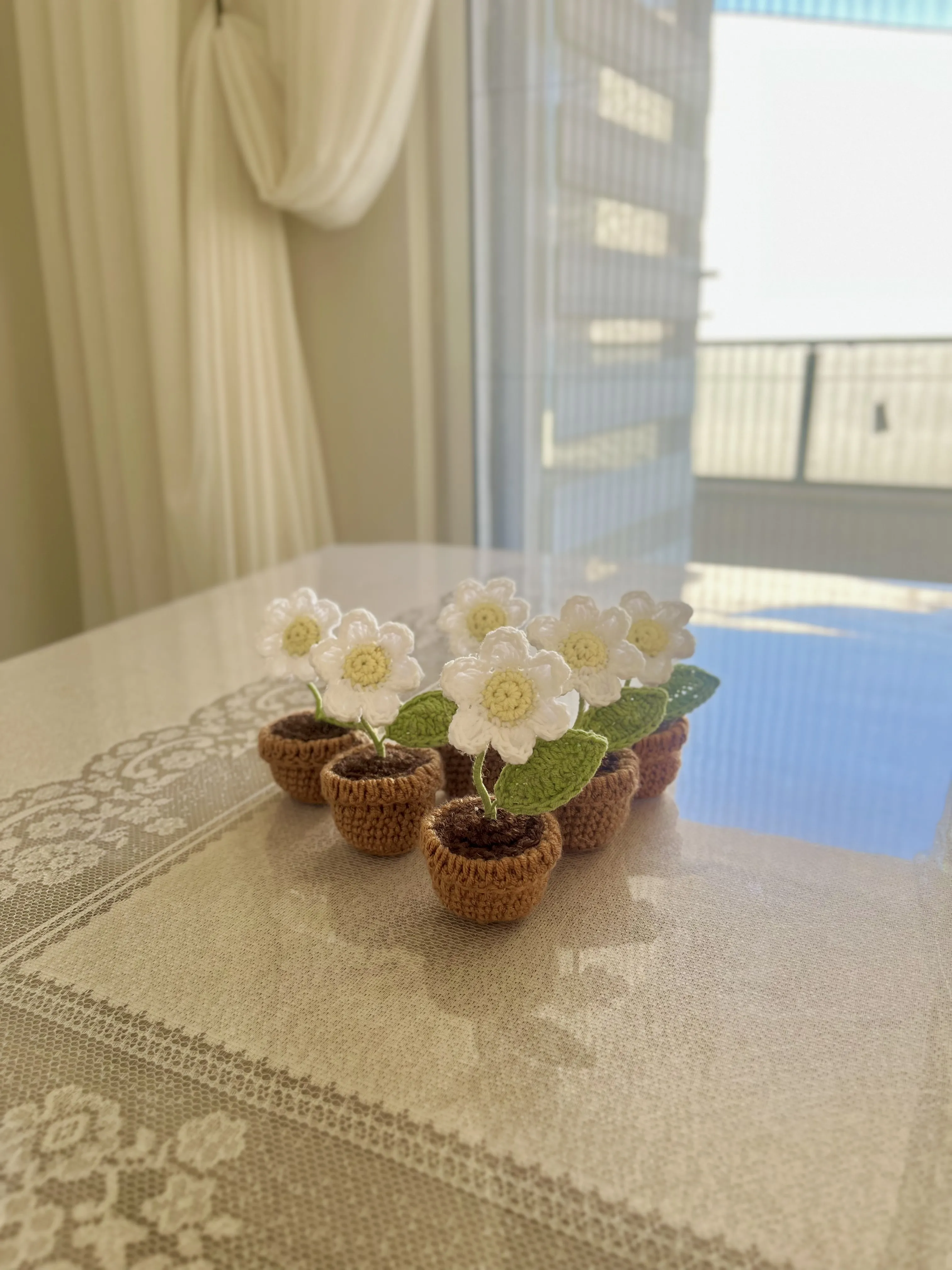 Beyaz Miniş Papatya Saksı