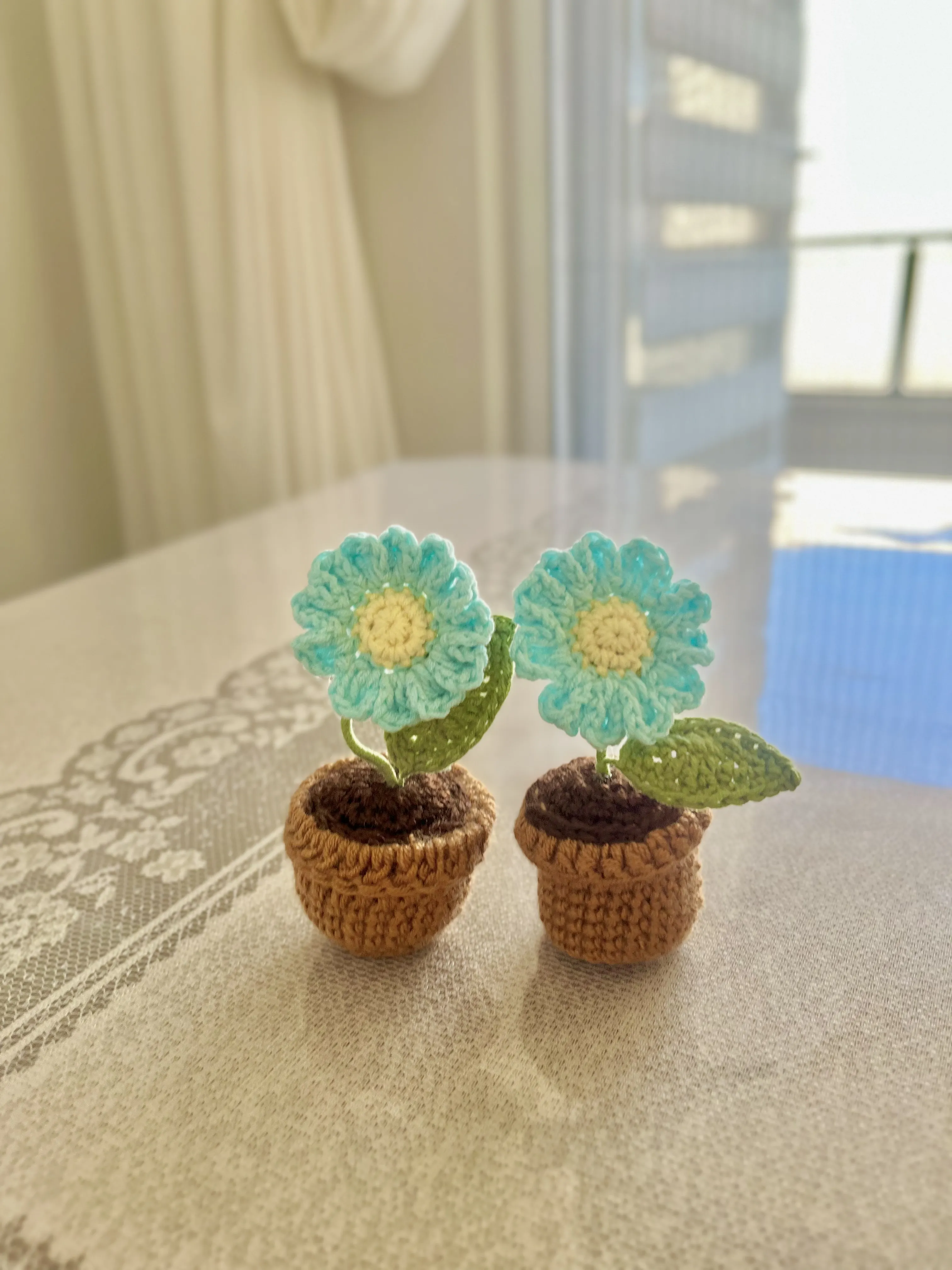 Açık Mavi Miniş Papatya Saksı