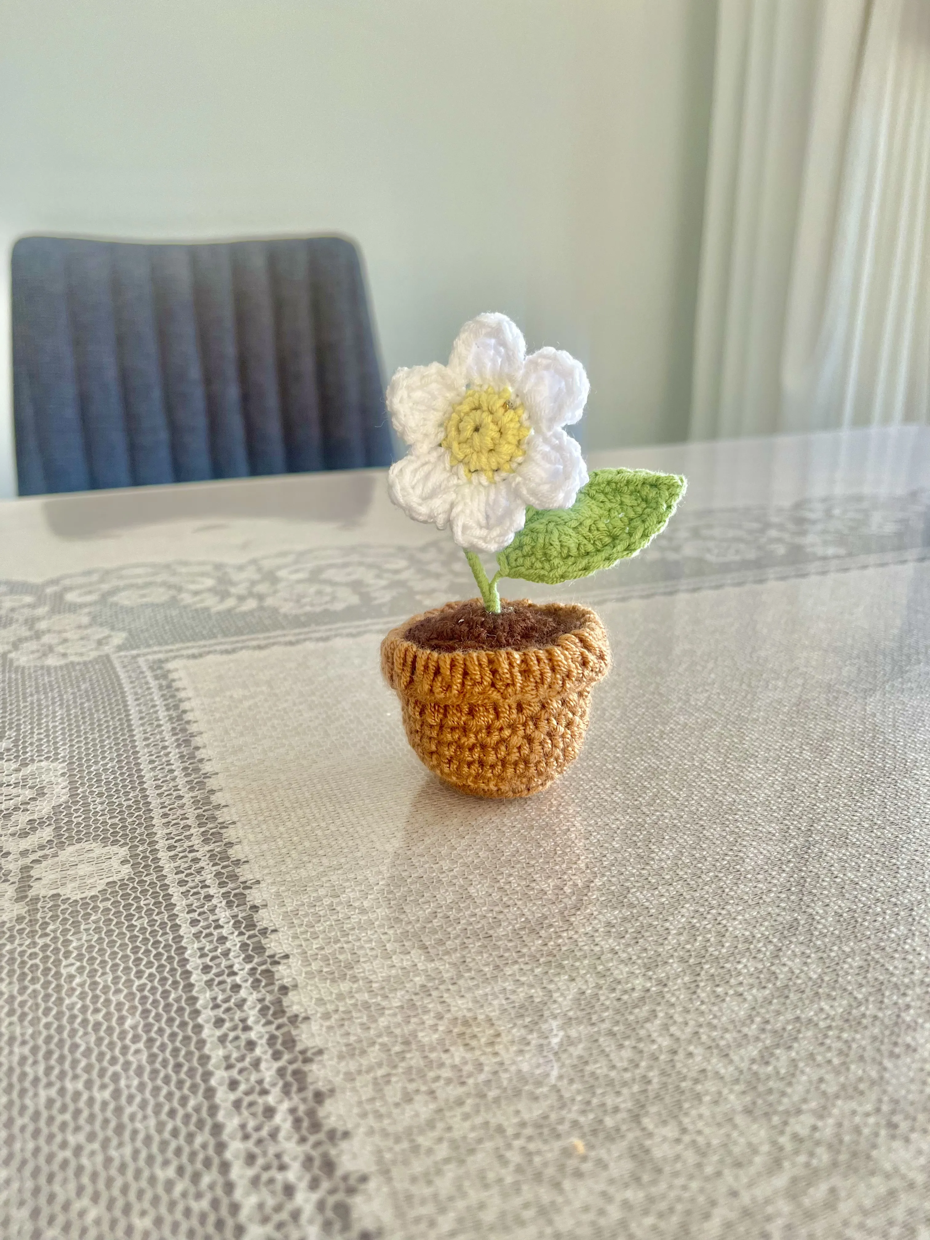 Beyaz Miniş Papatya Saksı