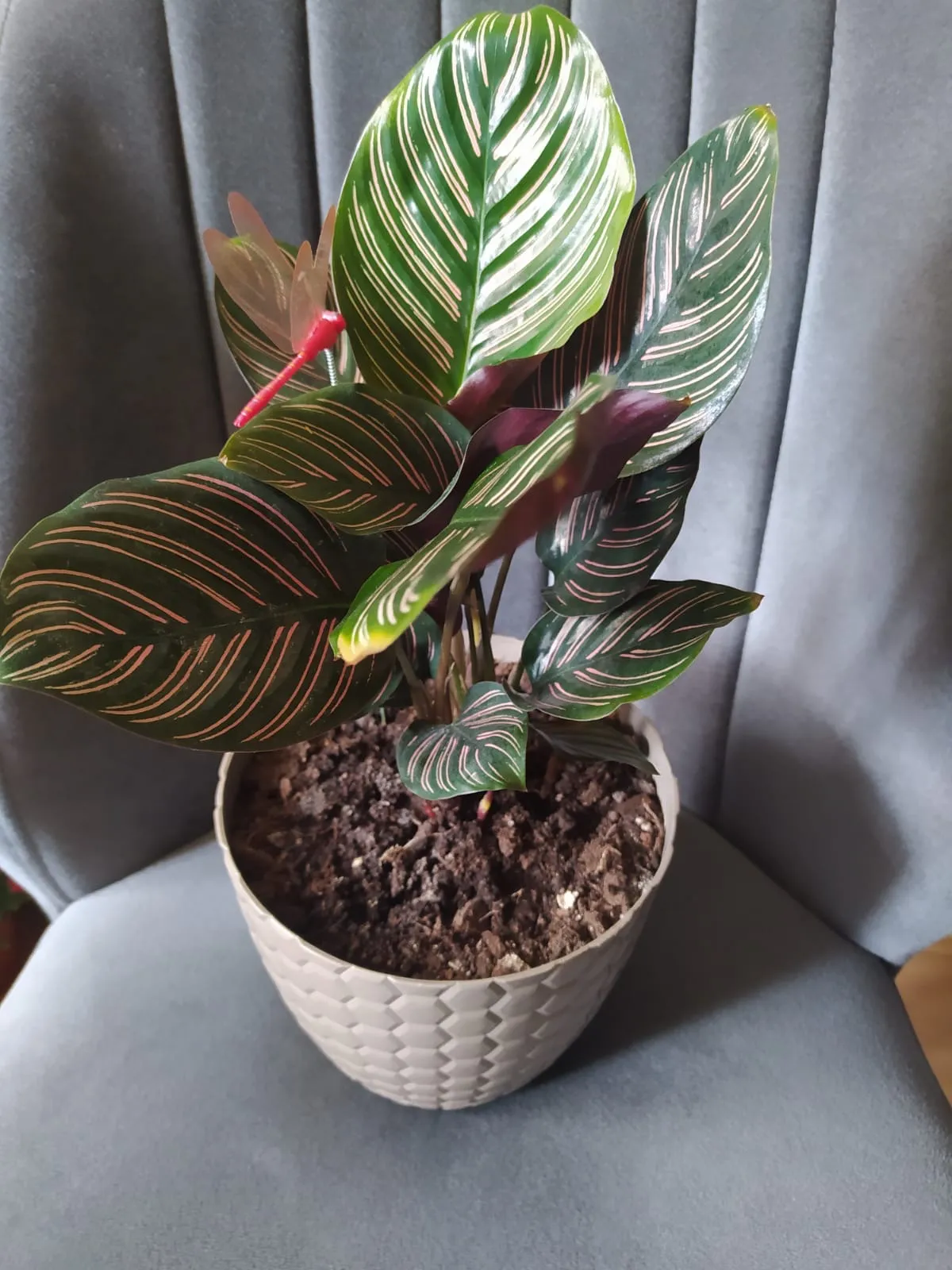 Pembe Dua Çiçeği Calathea