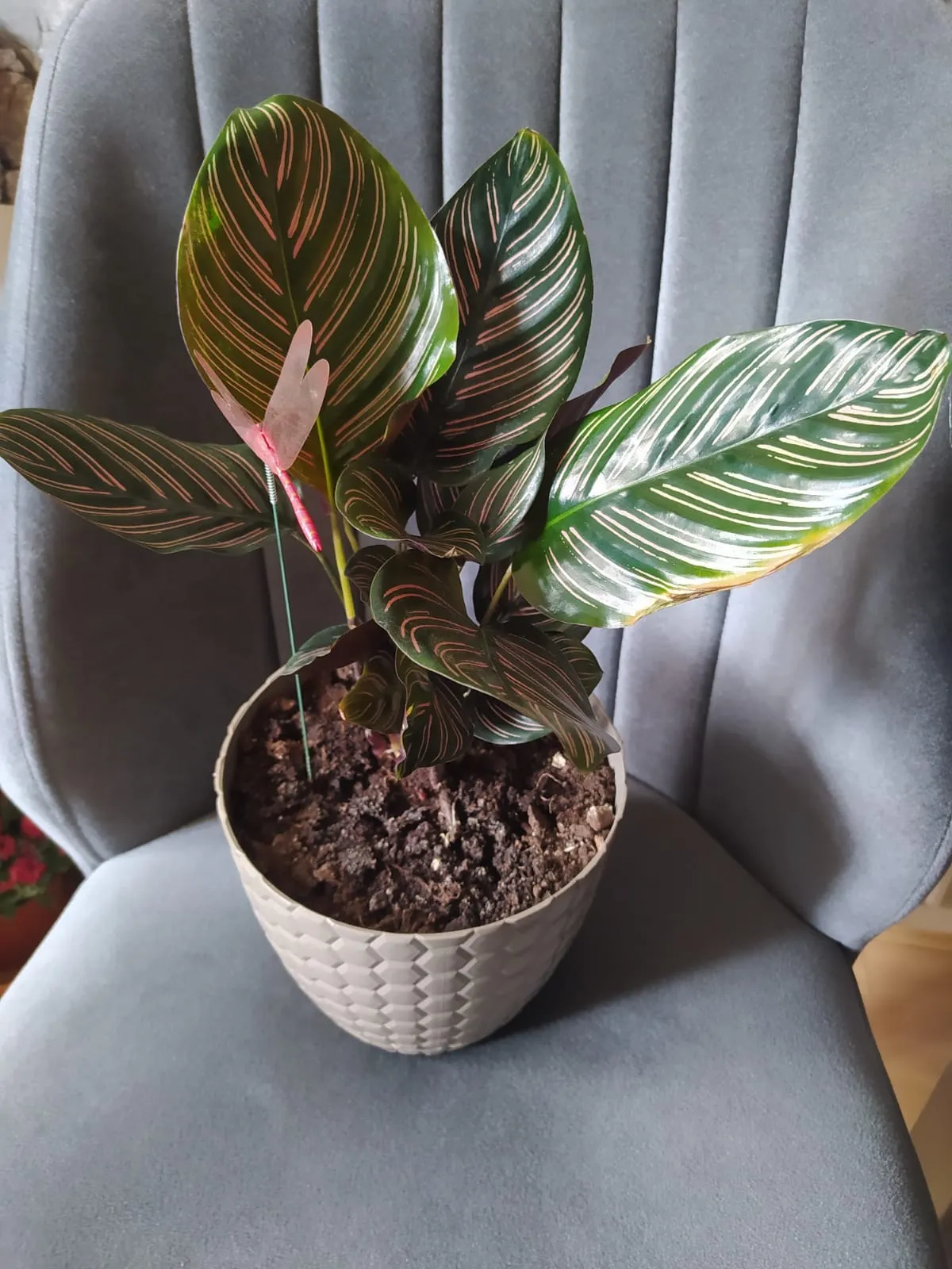 Pembe Dua Çiçeği Calathea