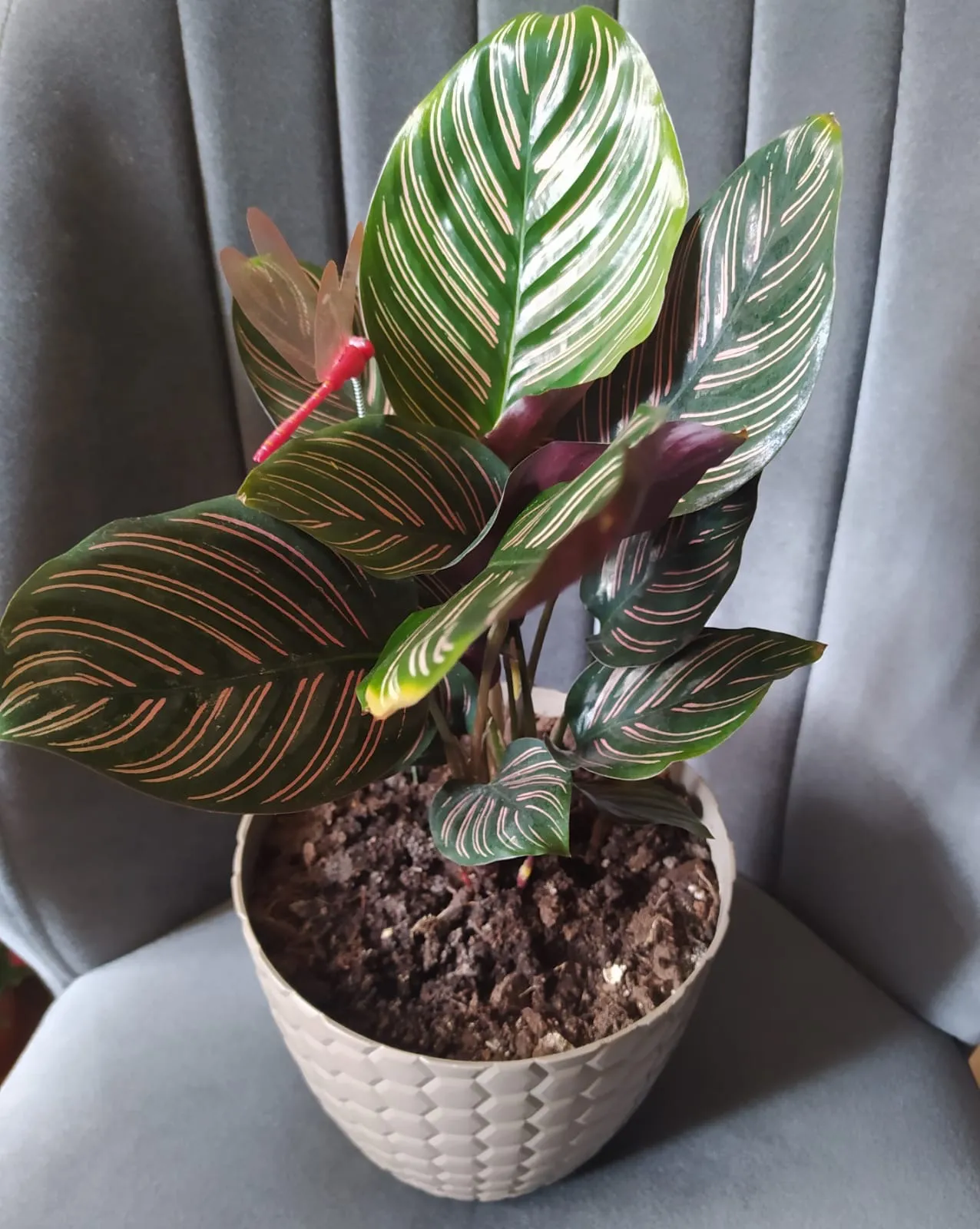 Pembe Dua Çiçeği Calathea