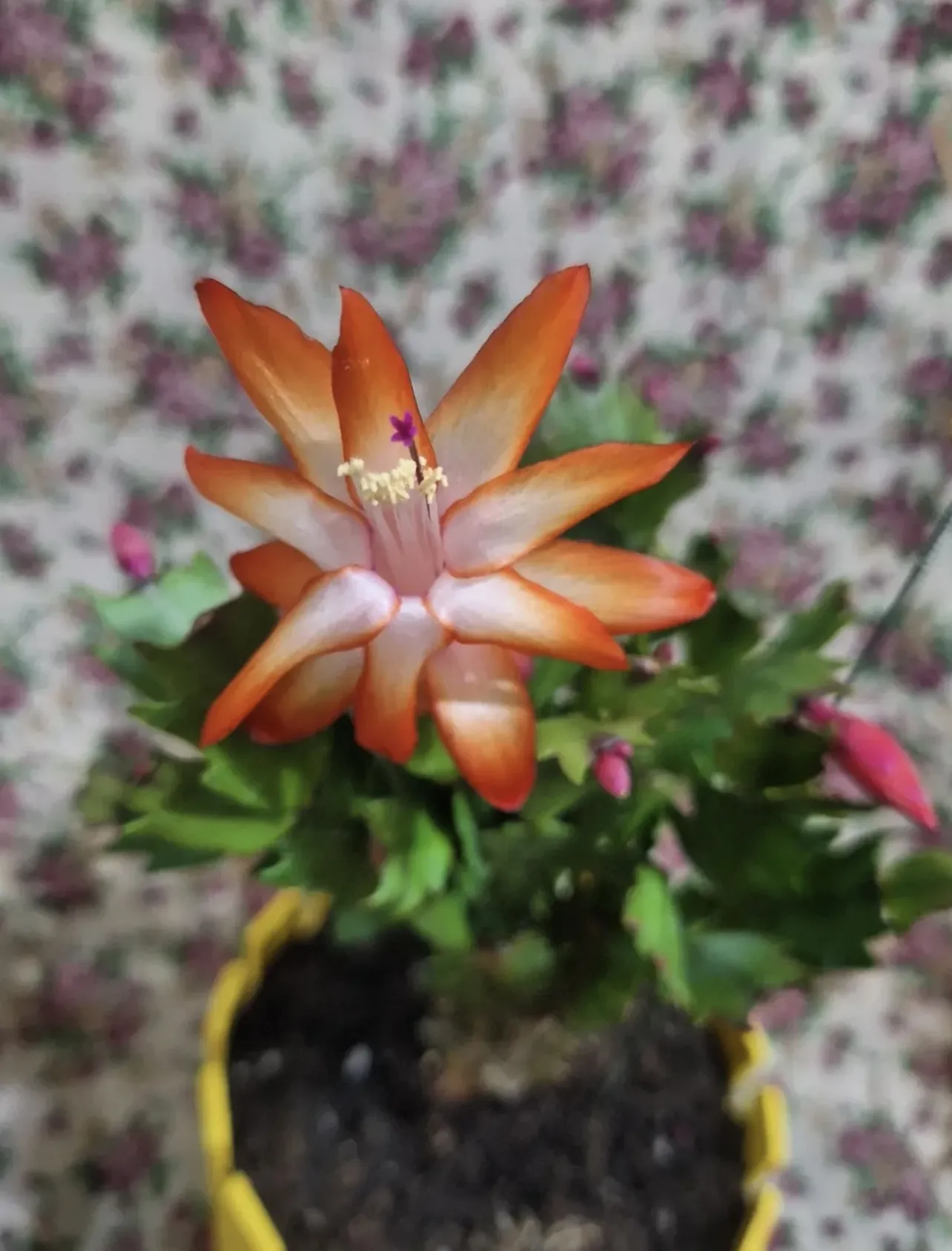 elemegi-seller-avatar