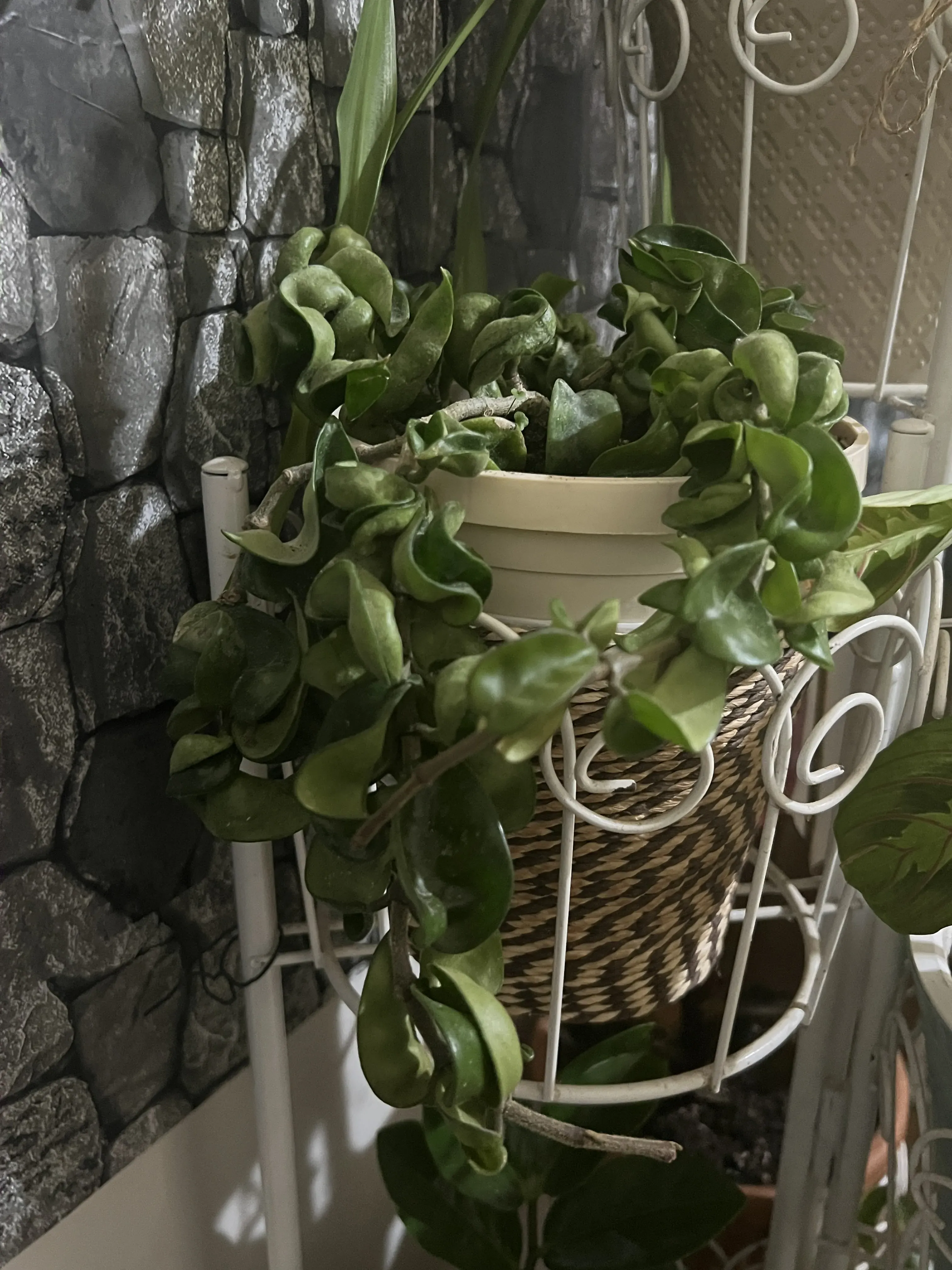 Kıvırcık Mum Çiçeği – Hoya Compacta (Saksılı Canlı Bitki)