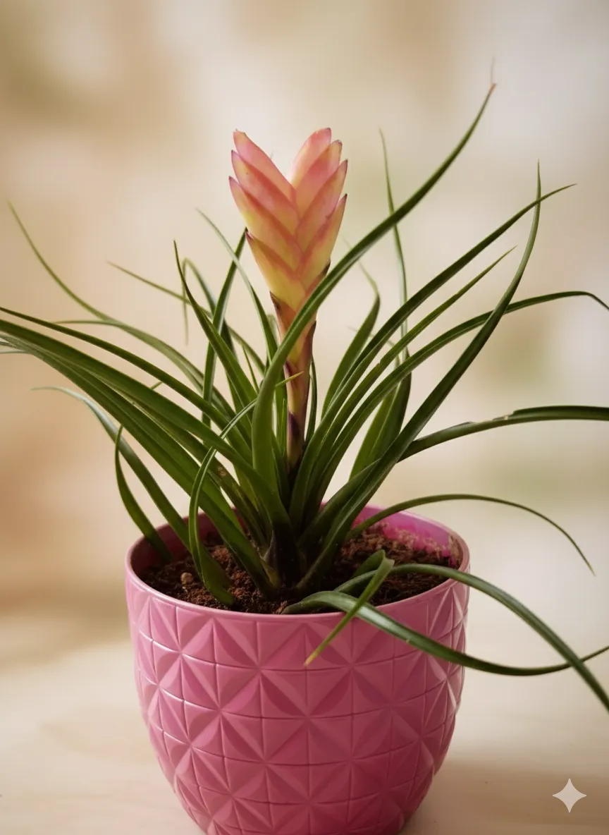 Tillandsia Cyanea - Hava Çiçeği